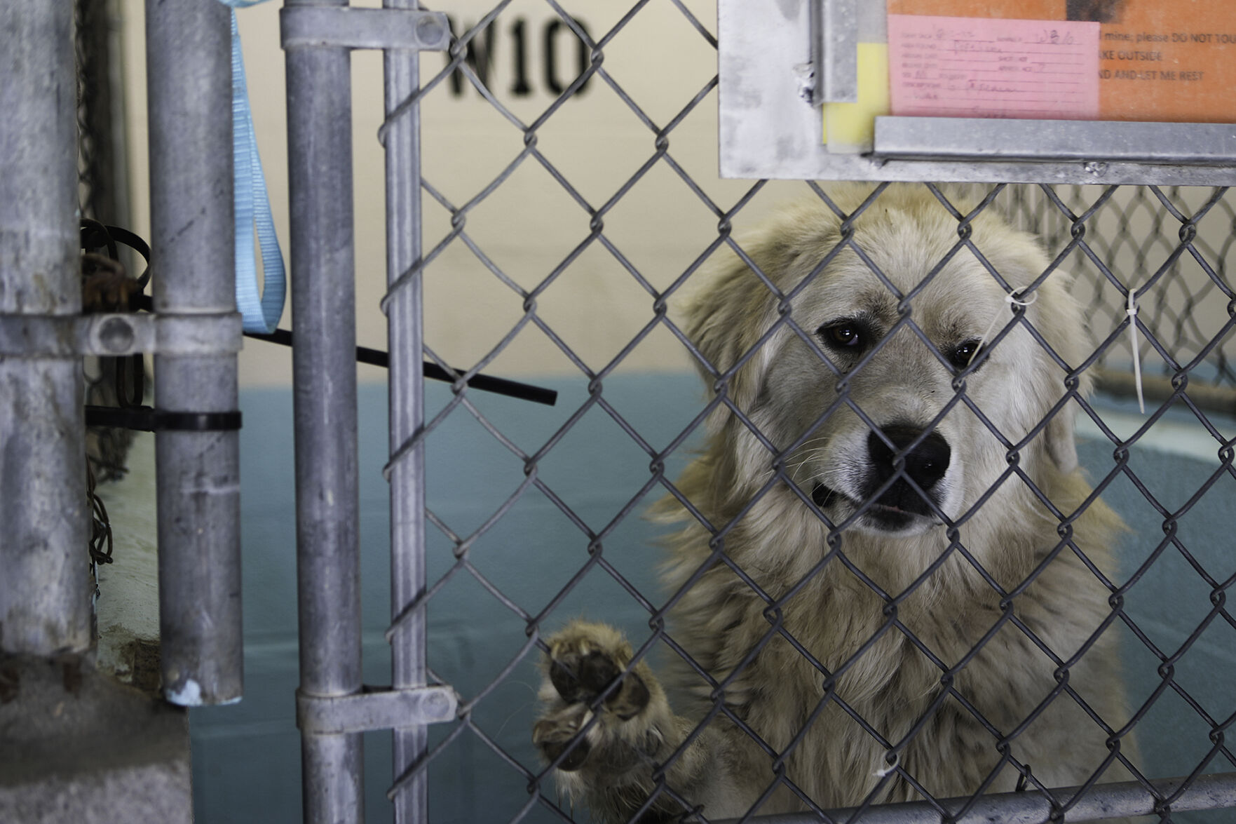 Animal Evacuees of the Pipeline Fire
